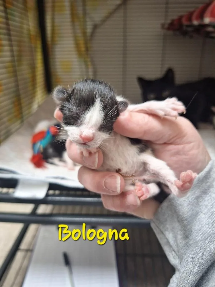 Bologna thumbnail 4