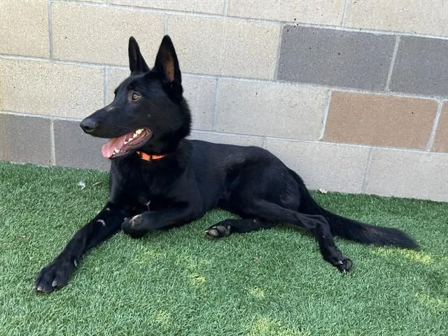 A young large-sized male German Shepherd Dog dog named Shadow for adoption in San Luis Obispo, CA