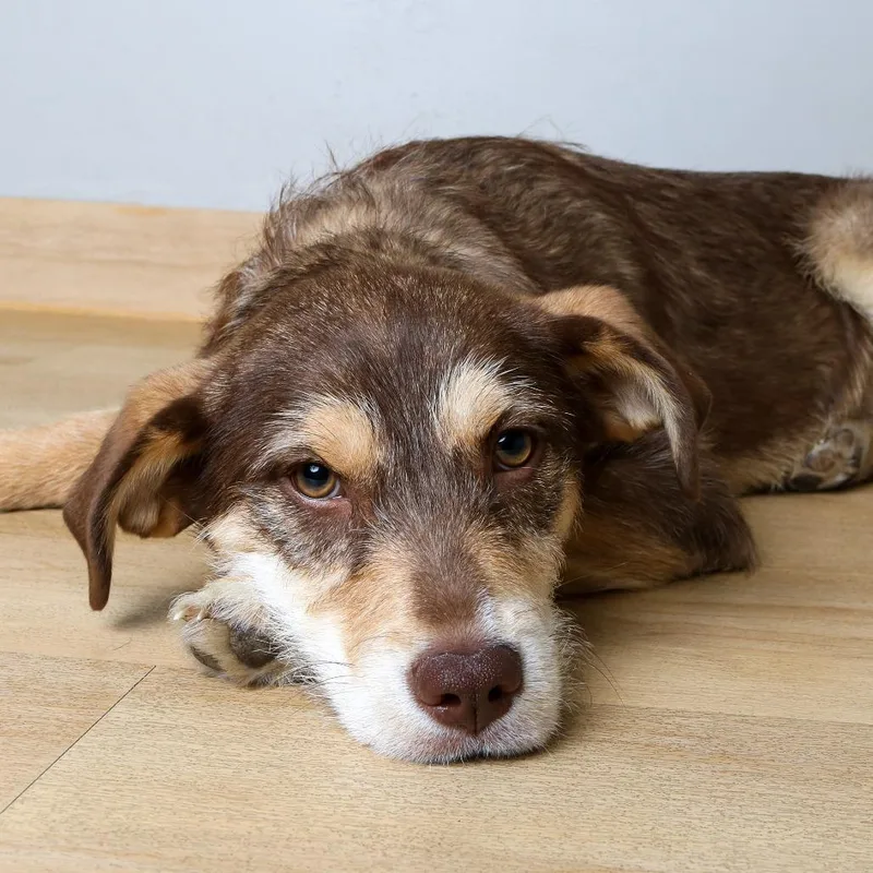 A young medium-sized female Brown / Chocolate Schnauzer dog named Tinker D for adoption in Minnetonka, MN