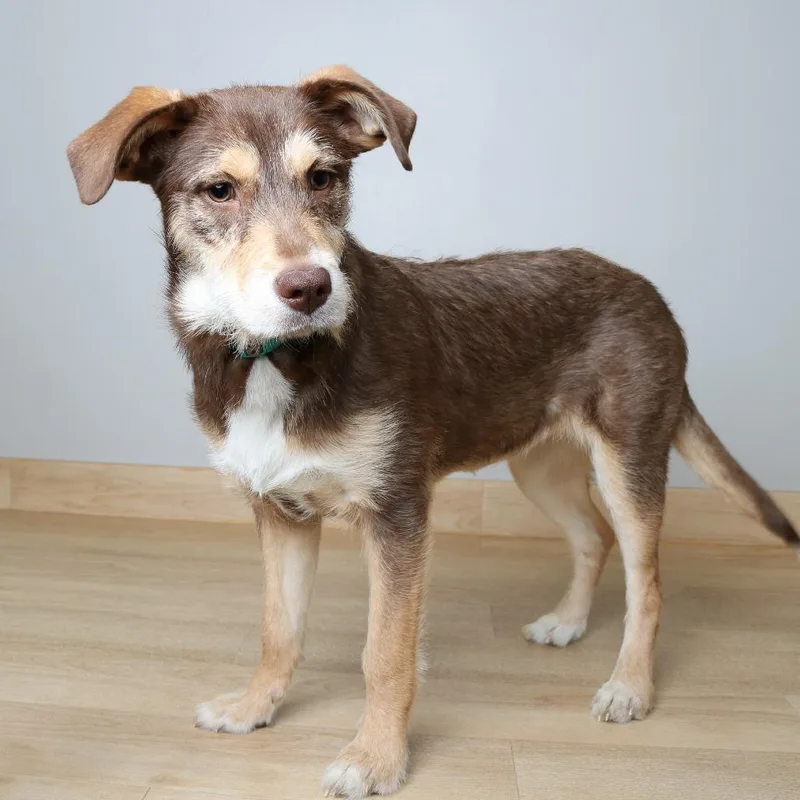 Tinker D thumbnail 2