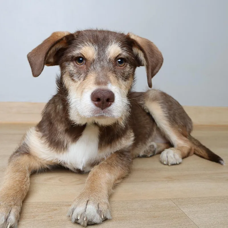 Tinker D thumbnail 3