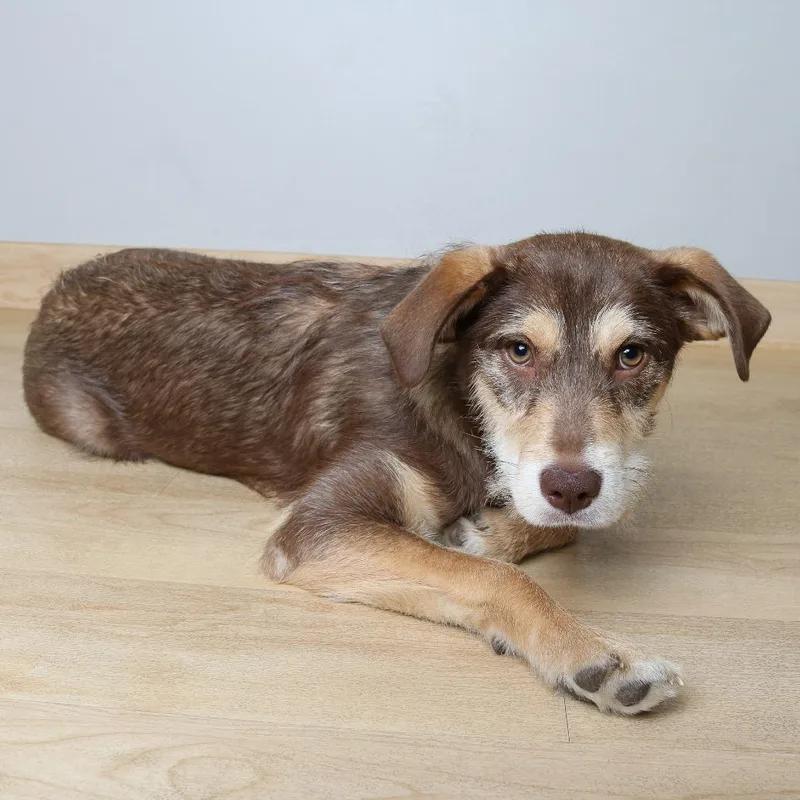 Tinker D thumbnail 4