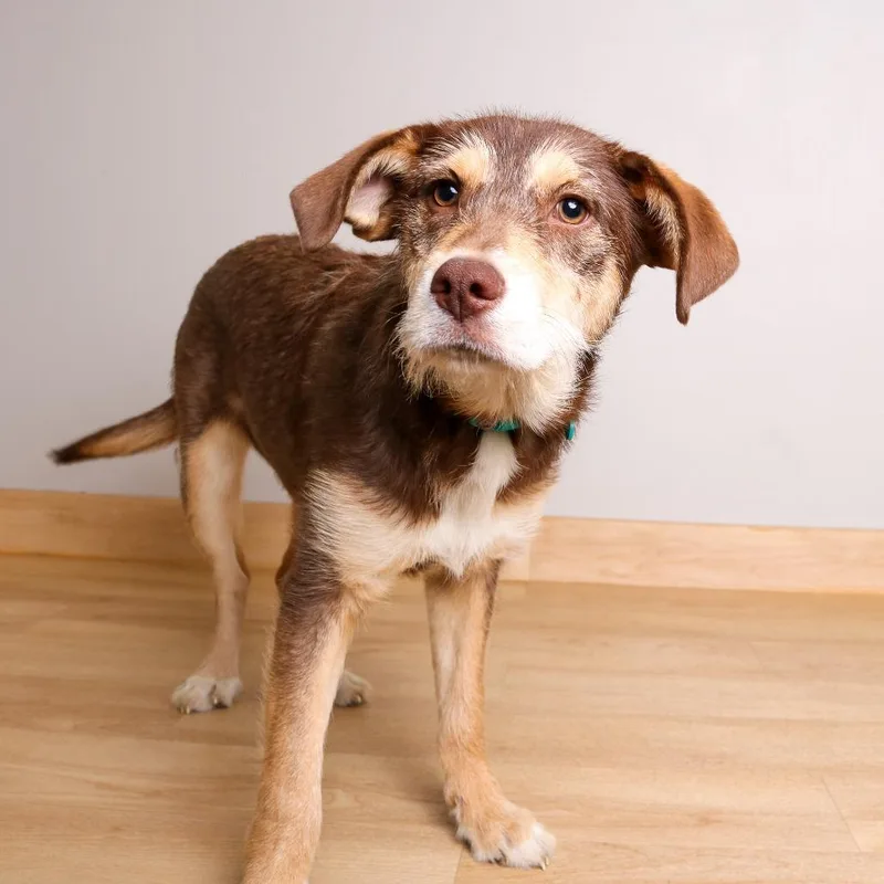 Tinker D thumbnail 5