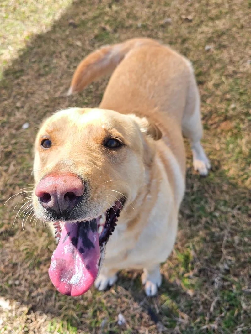 An adult large-sized male Yellow / Tan / Blond / Fawn Yellow Labrador Retriever dog named Ashton for adoption in Gainesville, TX