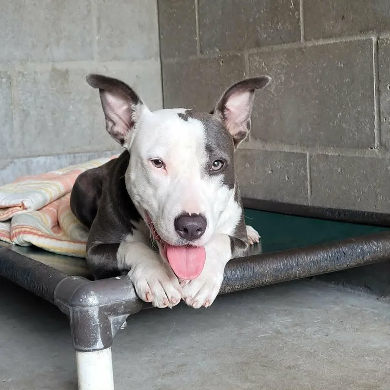 An adult medium-sized female Gray / Blue / Silver Mixed Breed dog named Maxine for adoption in Umatilla, FL
