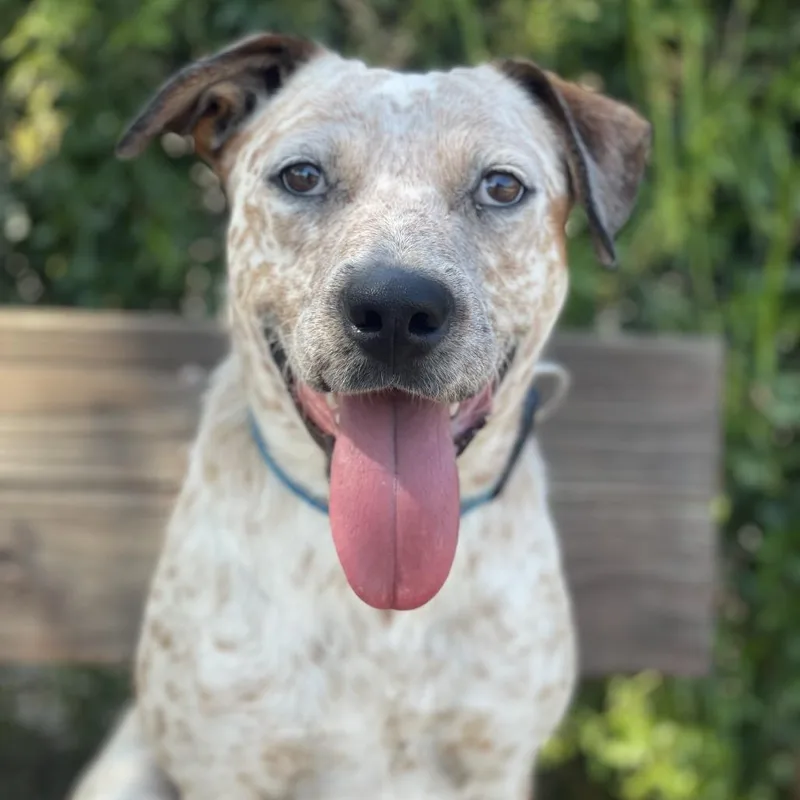 An adult medium-sized male White / Cream Cattle Dog dog named Cody for adoption in Riverside, CA