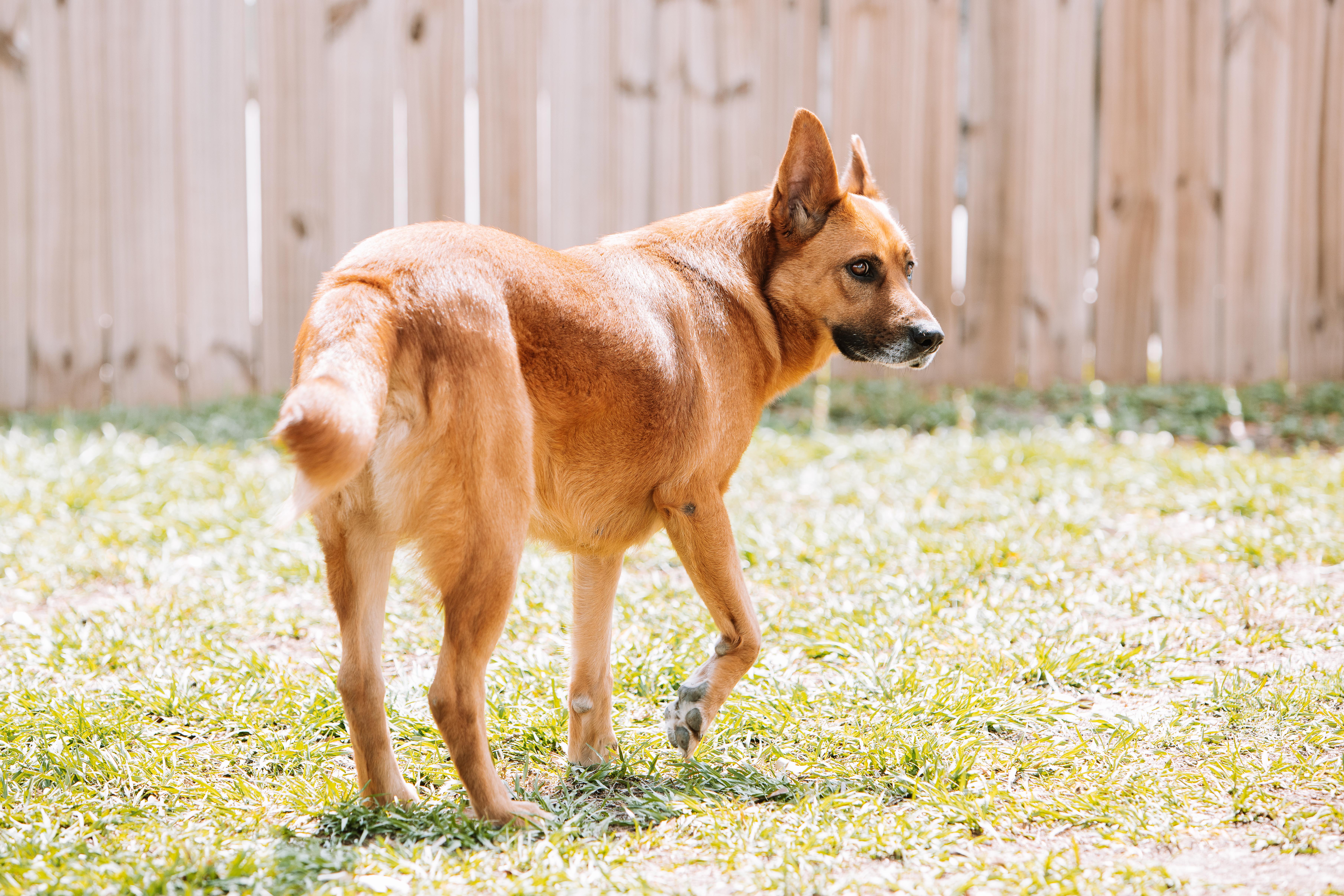 An adult large-sized female German Shepherd Dog dog named Chispa for adoption in Tomball, TX