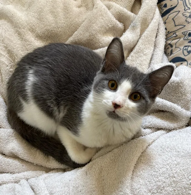 A baby medium-sized male Domestic Short Hair cat named Pommelo for adoption in Little Rock, AR