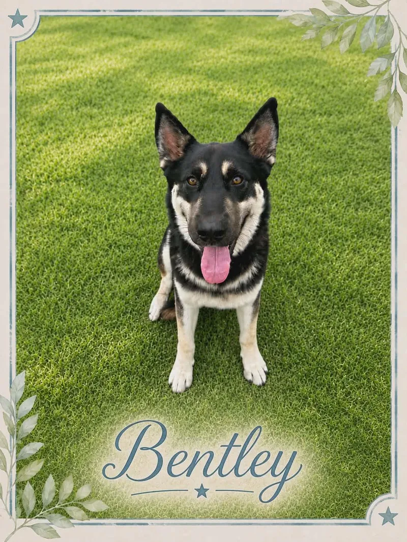 Bentley