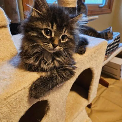 A baby small-sized female Tabby (Brown / Chocolate) Domestic Long Hair cat named Libby for adoption in Kenosha, WI