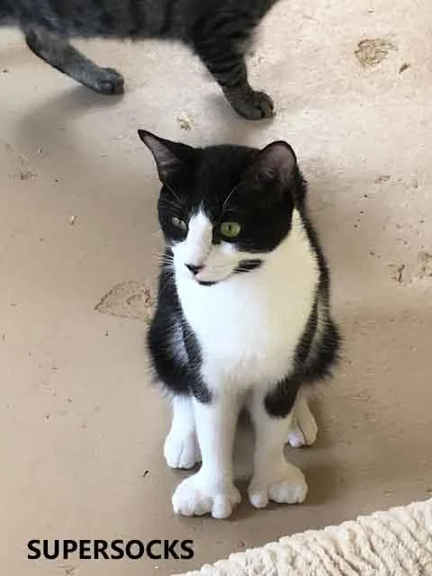 An adult medium-sized male Black & White / Tuxedo Domestic Short Hair cat named Supersocks for adoption in Washington, GA