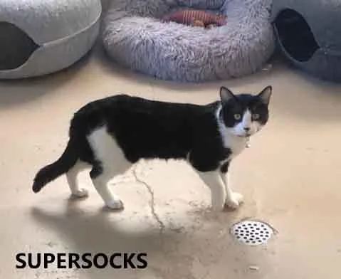 Supersocks thumbnail 2