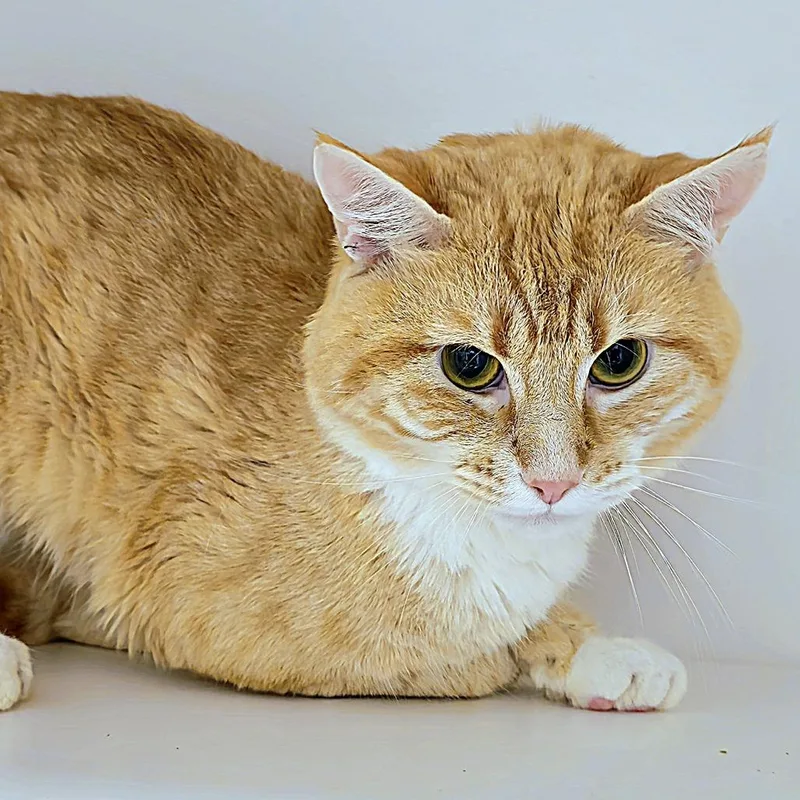 An adult medium-sized male Domestic Short Hair cat named Toby for adoption in Cumming, GA