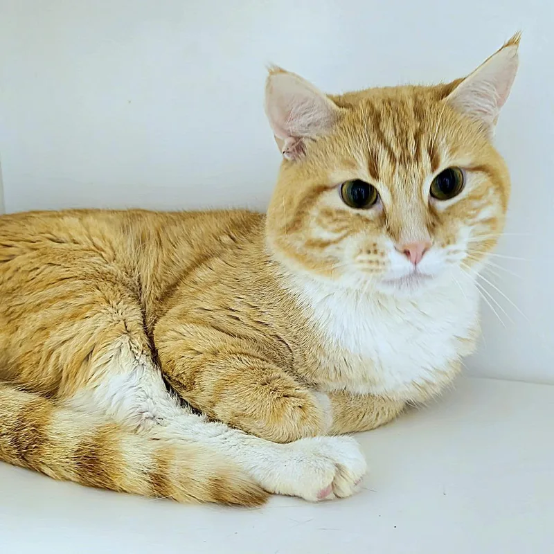 Toby thumbnail 2