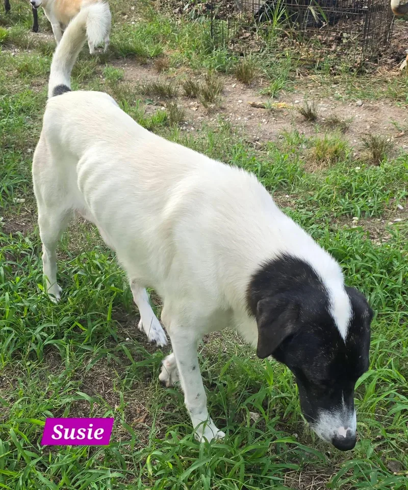 Susie thumbnail 2