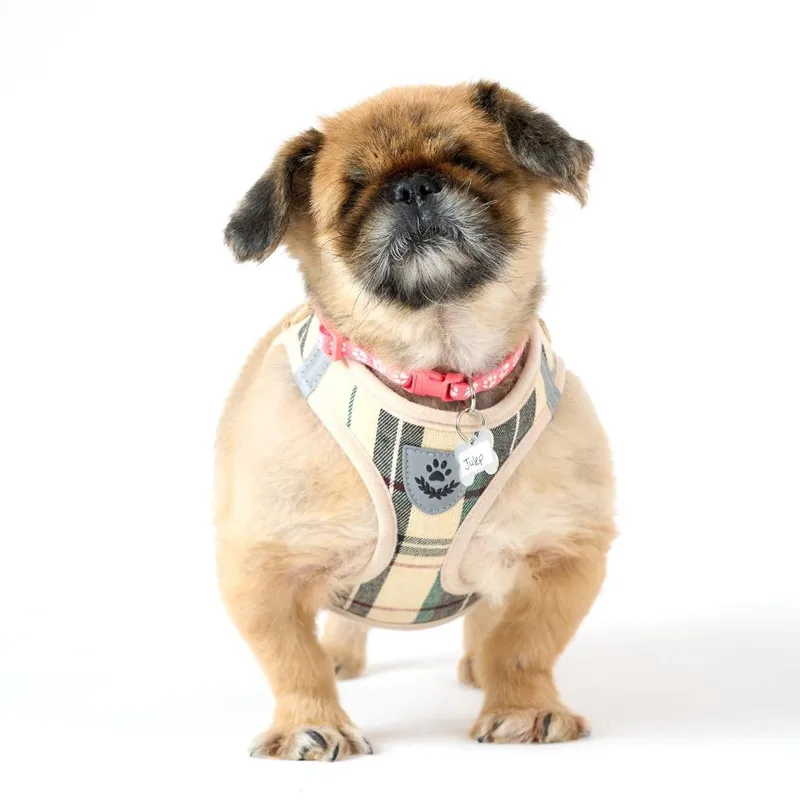 A senior small-sized female Brown / Chocolate Pekingese dog named Julep for adoption in San Francisco, CA