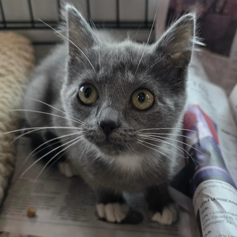 A baby small-sized female Gray / Blue / Silver Domestic Short Hair cat named Skye for adoption in Chatham, VA