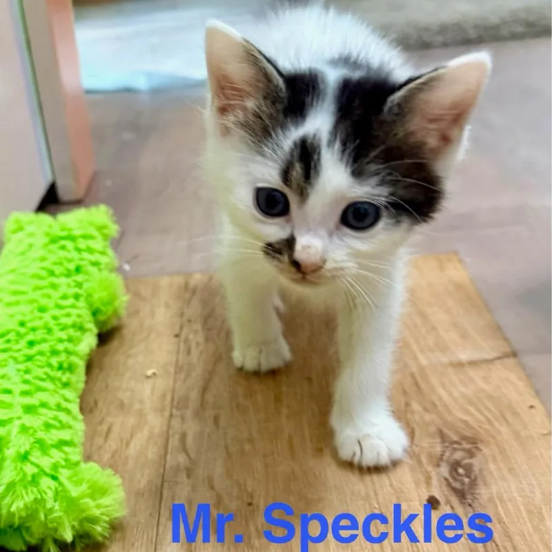 A baby small-sized male White Domestic Short Hair cat named Mr.Speckles for adoption in Jessup, MD