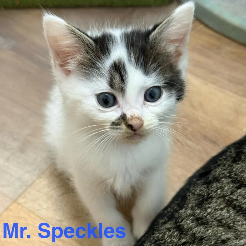 Mr.Speckles thumbnail 2