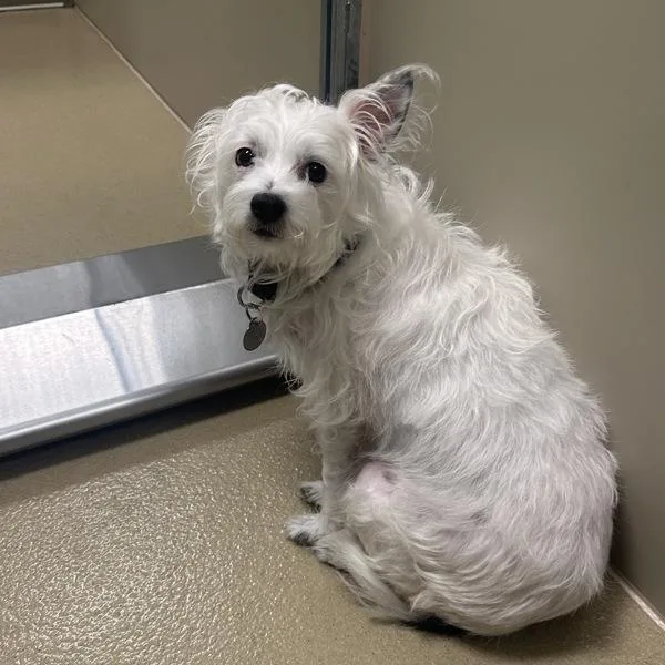 An adult small-sized female Terrier dog named Scone for adoption in Walnut Creek, CA