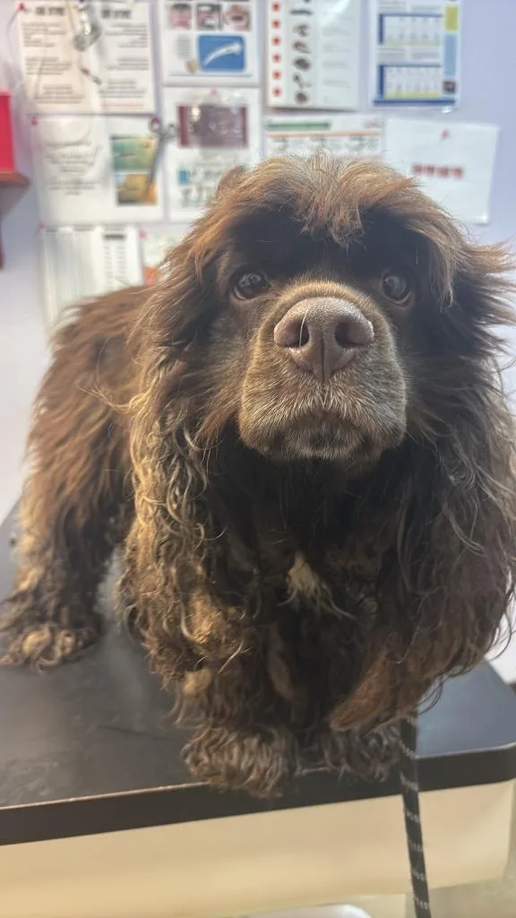A young medium-sized female Cocker Spaniel dog named Shippo for adoption in New Braunfels, TX