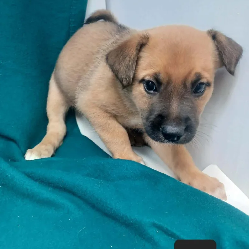 A baby small-sized male Black Mouth Cur dog named Little Bit for adoption in New Tazewell, TN