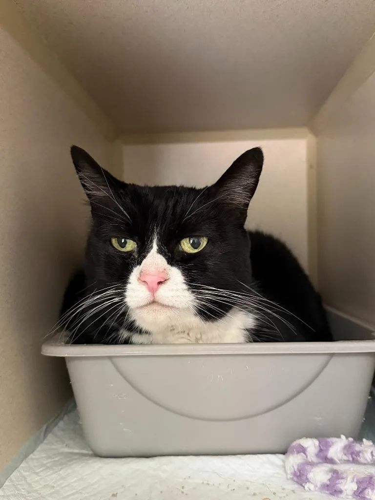 A senior large-sized male Domestic Short Hair cat named King for adoption in Los Angeles, CA