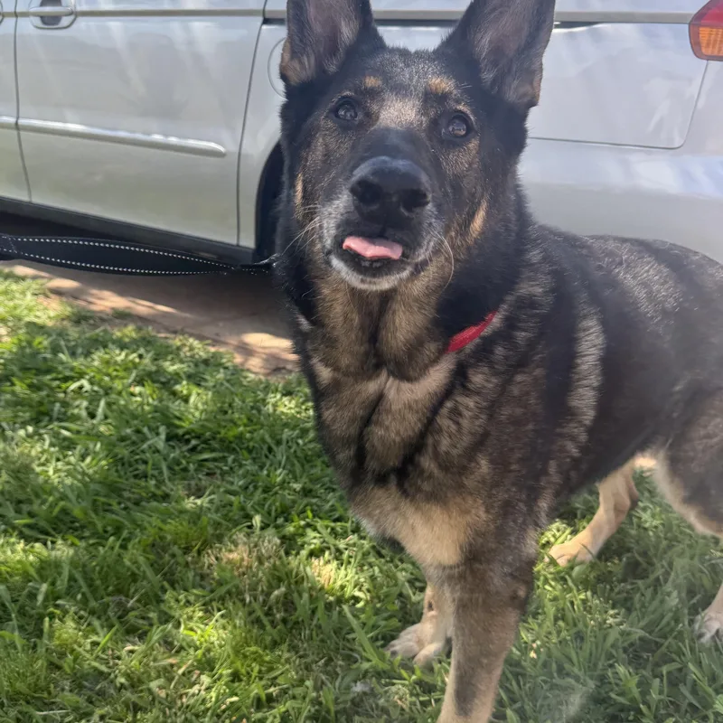 Lemon Elaine Sanctuary thumbnail 2