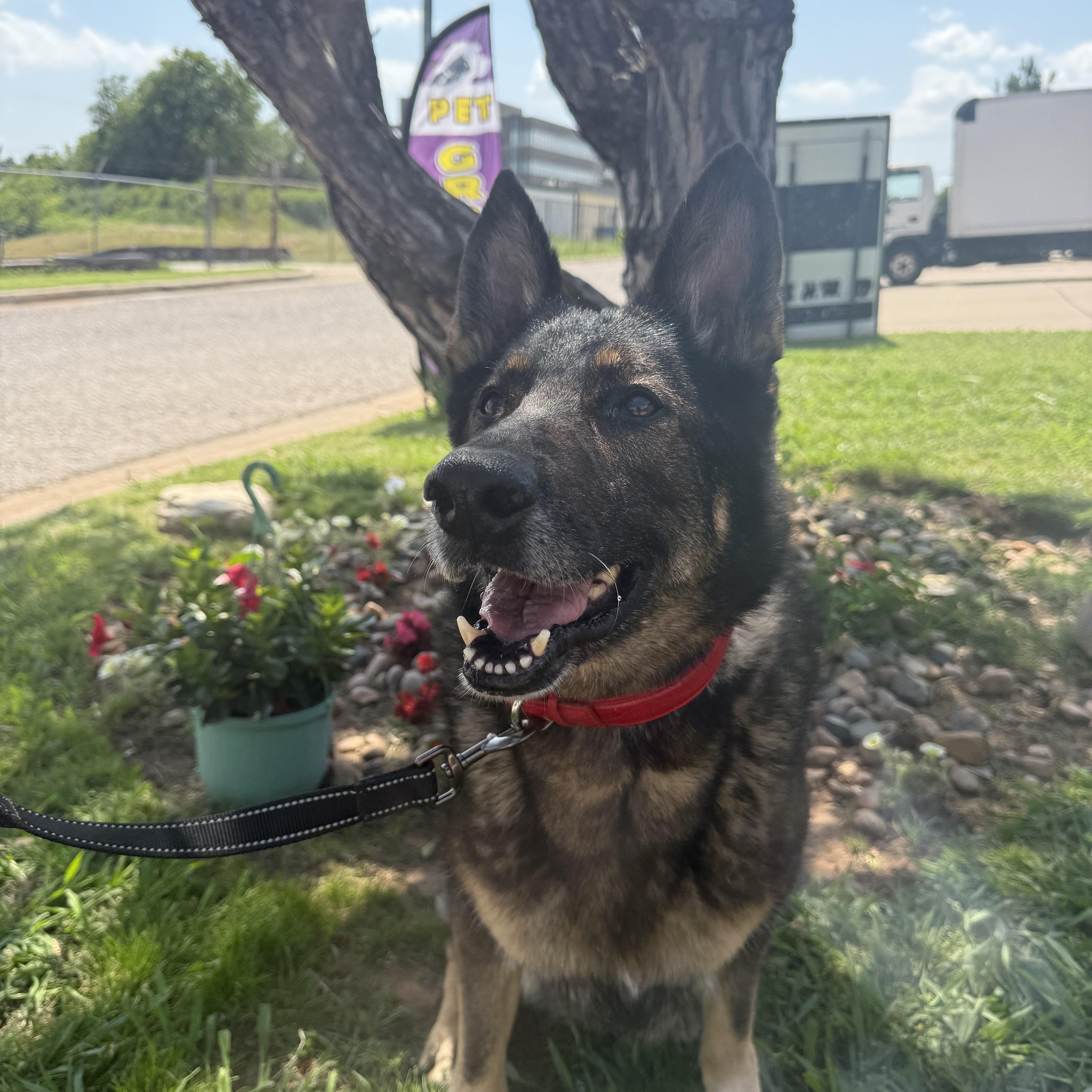 Lemon Elaine Sanctuary thumbnail 3