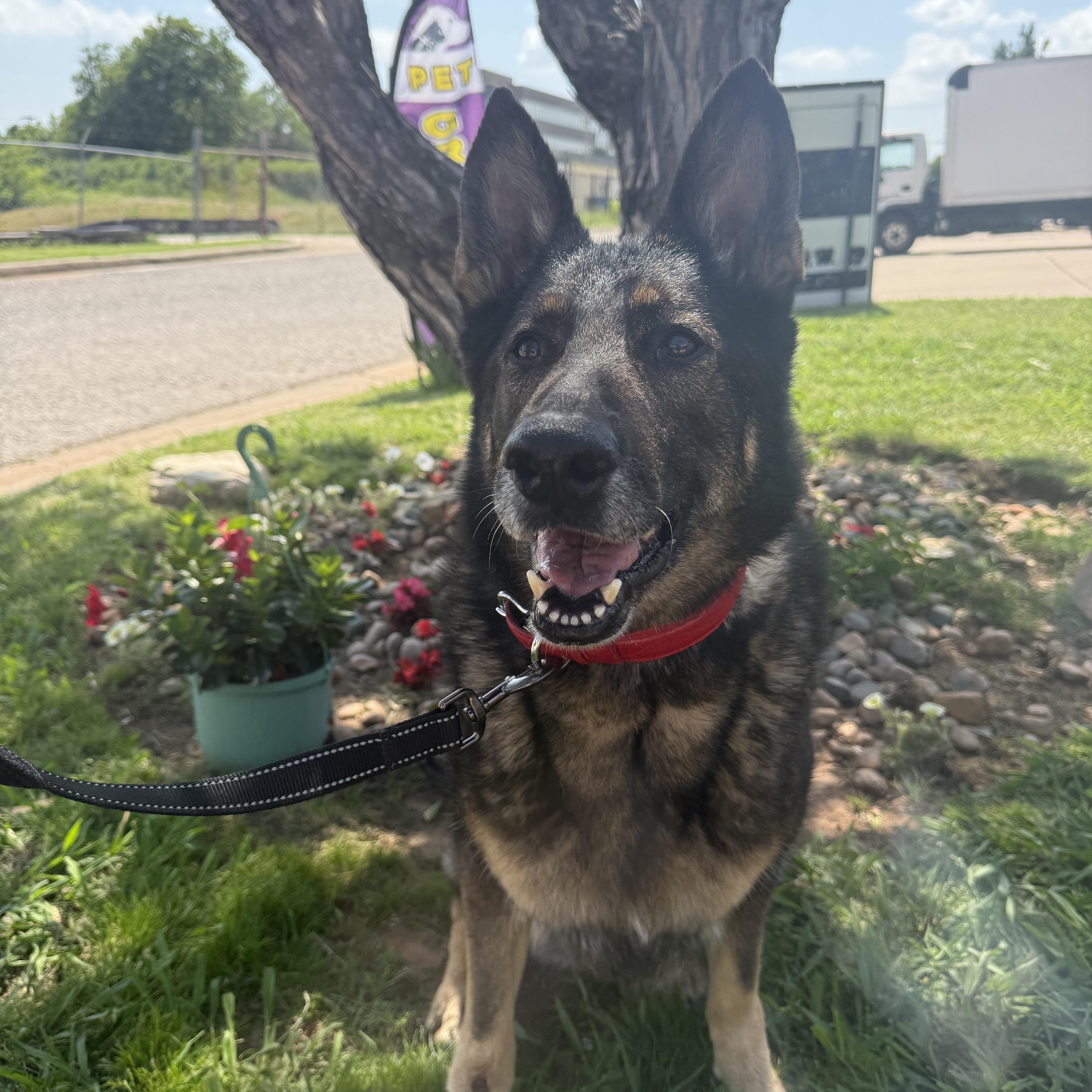 Lemon Elaine Sanctuary