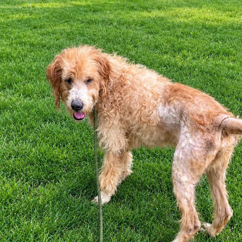 A baby medium-sized male Golden Retriever dog named Seymour for adoption in Cordova, TN