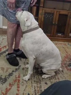 A senior medium-sized female White / Cream Boxer dog named Rosie Vi for adoption in Hewitt, TX