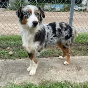 An adult medium-sized male Australian Shepherd dog named Bingo for adoption in Tylertown, MS