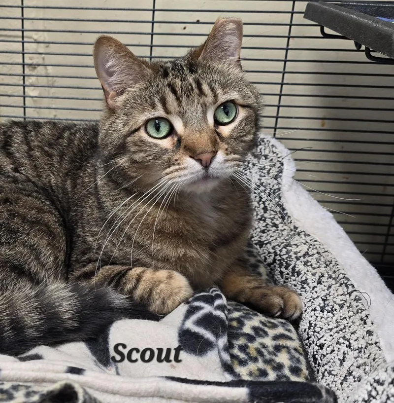 A senior medium-sized male Domestic Short Hair cat named Scout for adoption in Cedar Rapids, IA