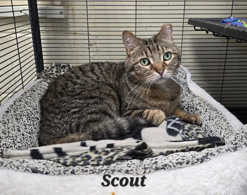 Scout thumbnail 2