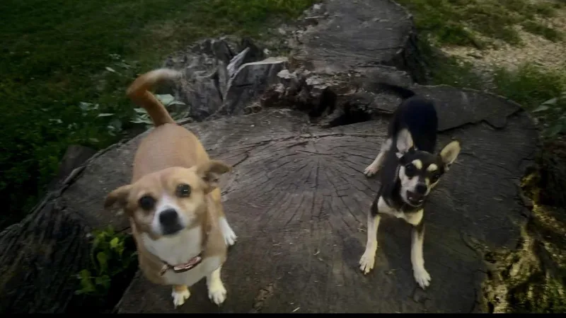 Darla and Pedro thumbnail 3