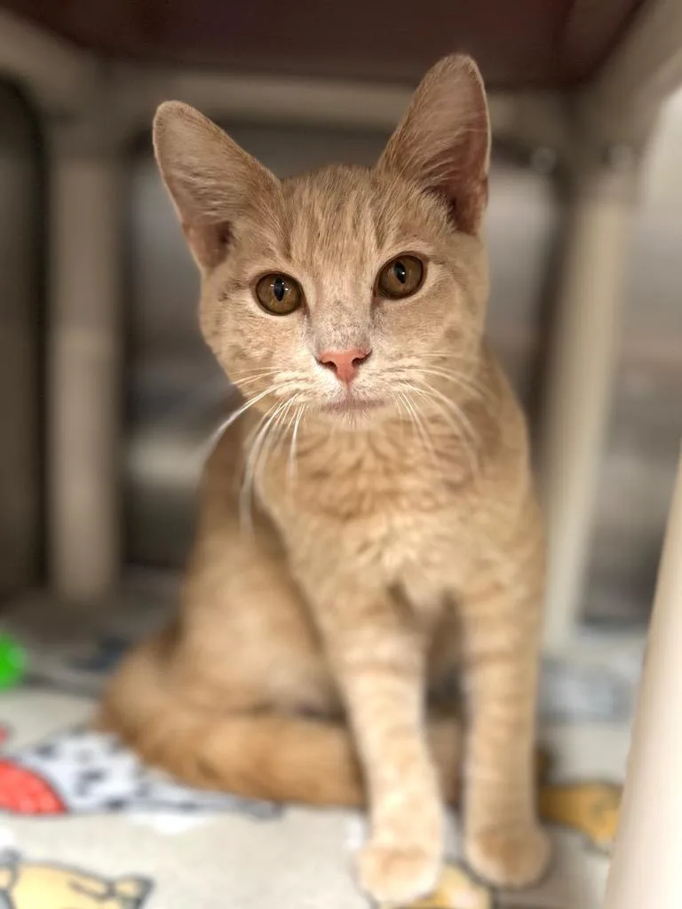 A young medium-sized male Buff / Tan / Fawn Domestic Short Hair cat named Marmalade for adoption in Calhoun, KY