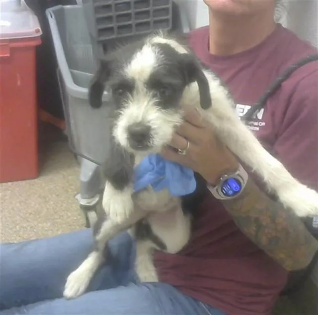 A young small-sized female Norwich Terrier dog named Daisy for adoption in Albuquerque, NM