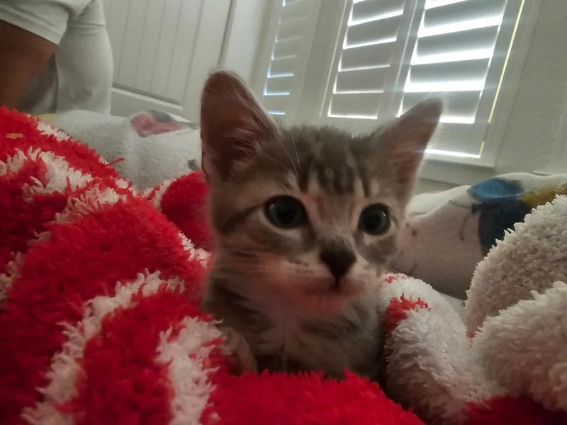 A baby medium-sized female Tabby (Gray / Blue / Silver) Tabby cat named Ember for adoption in Tracy, CA