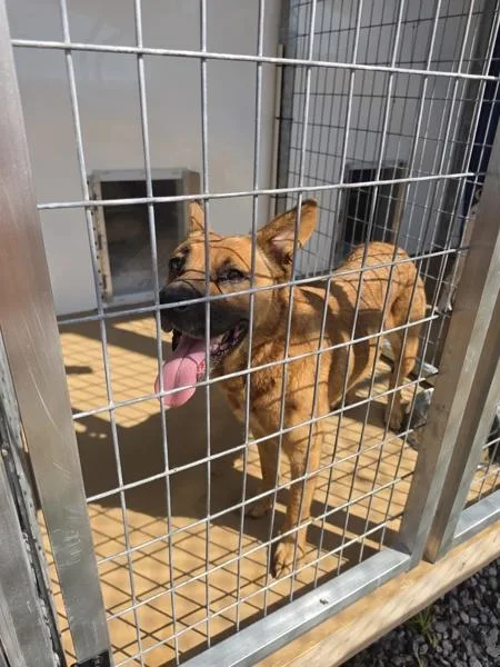 An adult medium-sized female Shepherd dog named Rachel for adoption in Cleveland, TN