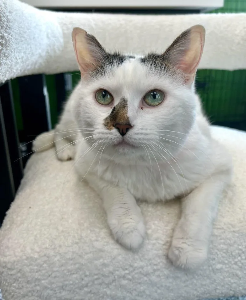 An adult medium-sized female White Domestic Short Hair cat named Bebe for adoption in Cortland, OH
