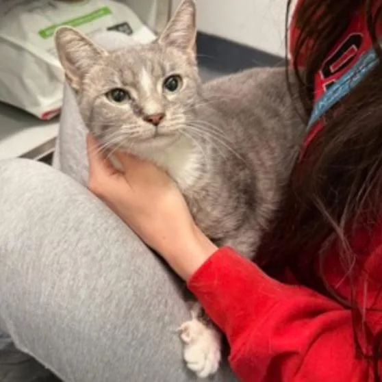 A young medium-sized female Gray / Blue / Silver Domestic Short Hair cat named Macaroon Latte for adoption in New York, NY