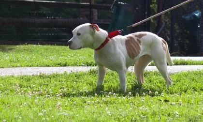 An adult medium-sized female Mixed Breed dog named Sage for adoption in West Chester, PA
