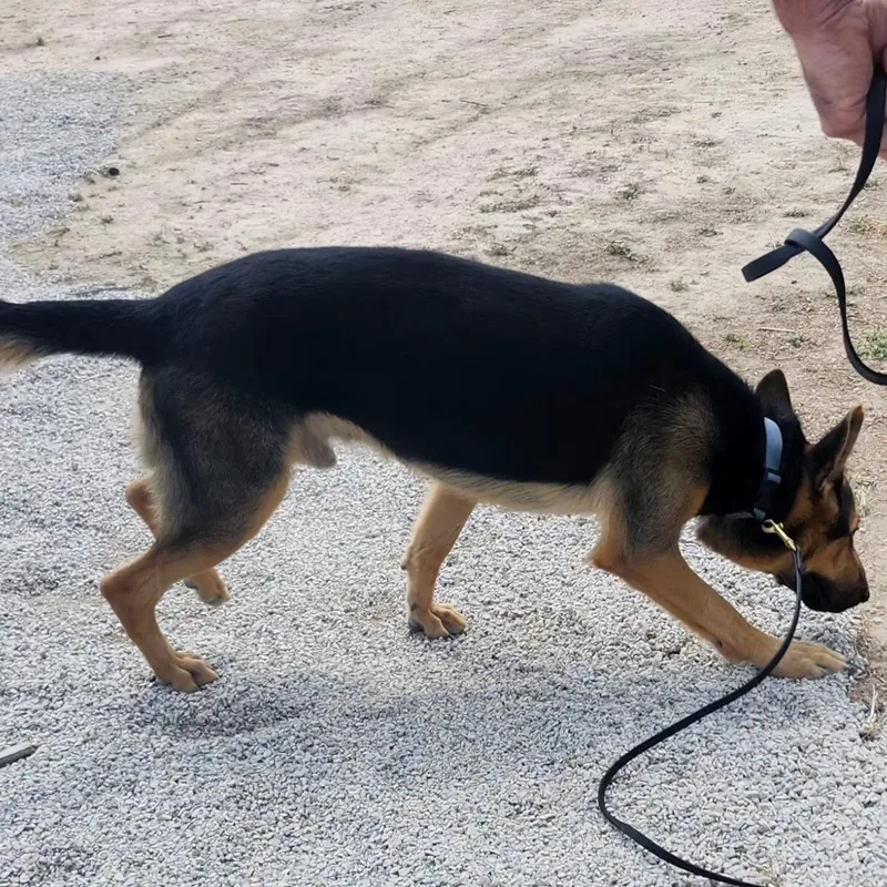 A young large-sized male Black German Shepherd Dog dog named Hollywood for adoption in Weatherford, TX
