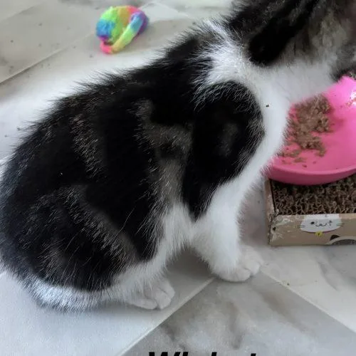 A baby small-sized male Tabby (Brown / Chocolate) Domestic Short Hair cat named Wicket for adoption in Seven Valleys, PA