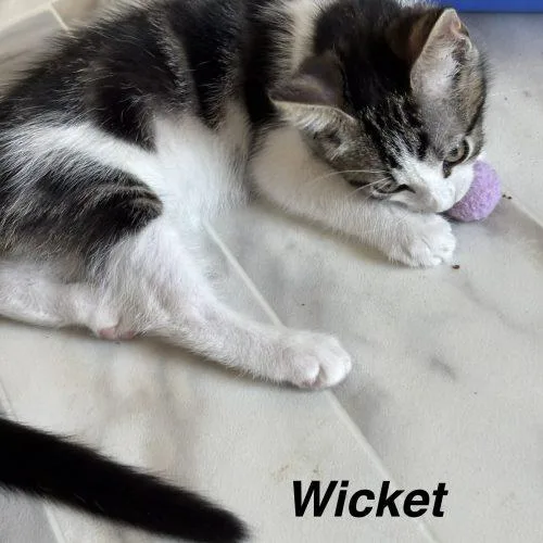 Wicket thumbnail 5