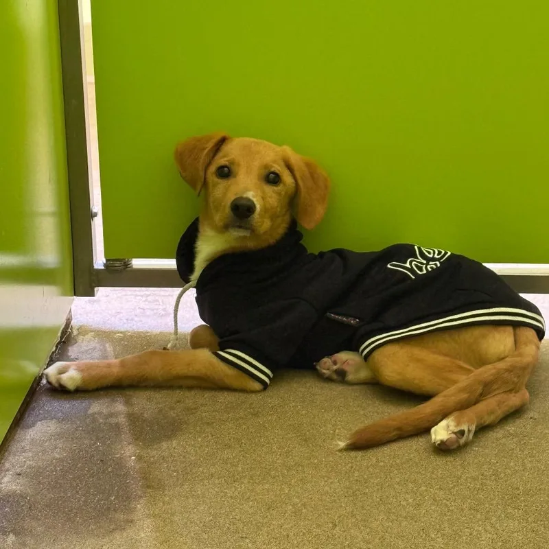 A baby medium-sized male Mixed Breed dog named Rowan for adoption in Tulsa, OK