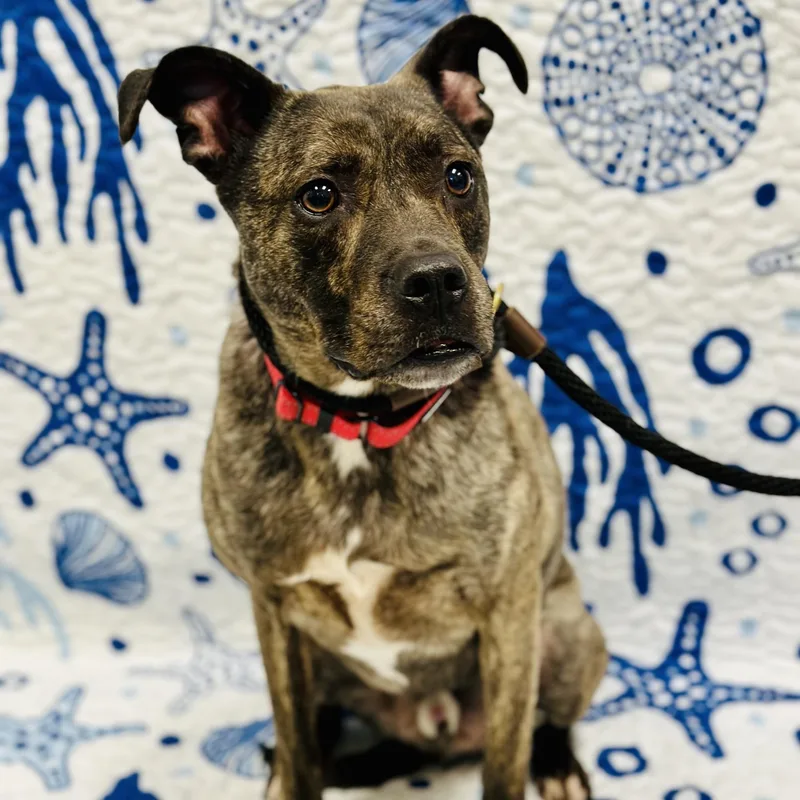 An adult medium-sized male Brindle Terrier dog named Loki for adoption in Manahawkin, NJ