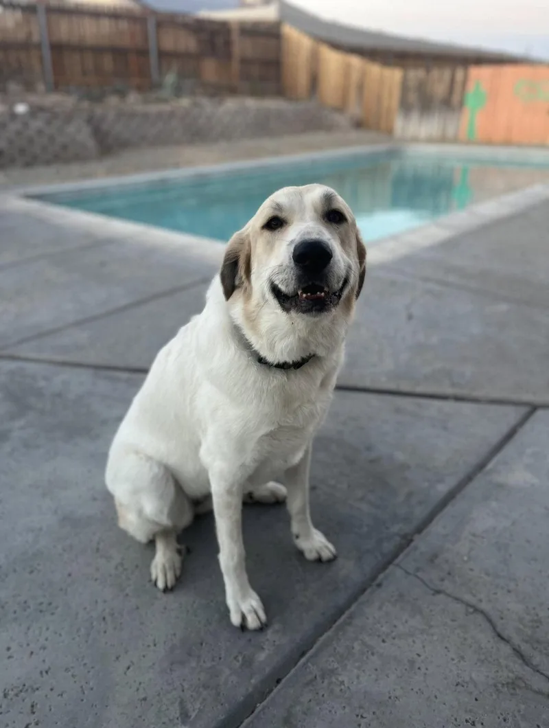 Jenny