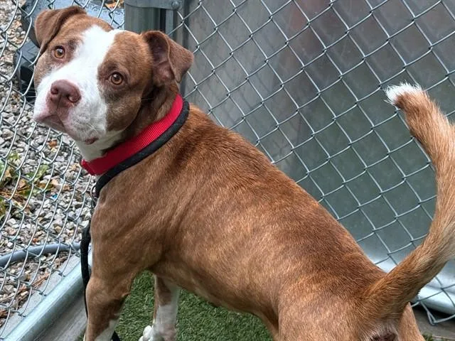 An adult large-sized male Pit Bull Terrier dog named Rainbow for adoption in Saint Louis, MO